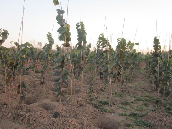 金葉復葉槭苗木基地種植技術