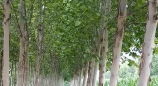種植法桐苗木要預(yù)防哪些病癥？
